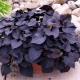 Morning glory sweet potato: features, varieties and their cultivation