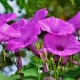 Ipomoea purple: varieties, planting and care