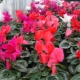 How to store and plant cyclamen tubers?