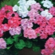 How to water geraniums at home in winter?
