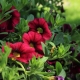 How to sow petunia seedlings?