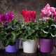 How to transplant cyclamen correctly?