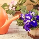 How to properly water a violet (saintpaulia)?