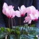 How to properly water cyclamen at home?