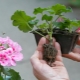 How to propagate geraniums correctly?