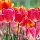 How to plant tulips in spring?