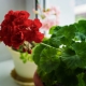 Hoe geraniums thuis uit zaden te kweken?
