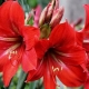 How to grow hippeastrum from seeds?