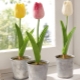 Jak pěstovat tulipány v květináči doma?