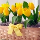 How to grow tulips in a pot at home in winter?