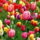 Jak pěstovat tulipány ze semínek?