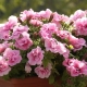 What flowers are like petunias?