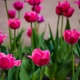 What are the types and varieties of tulips?