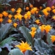 Calathea crokata (saffron): description and care at home