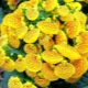 Calceolaria: tipi, metodi di riproduzione, semina e cura