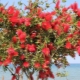 Callistemon: description of species, planting and tips for growing