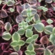 Callisia: popis, typy a tipy pro pěstování