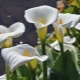 Calla-Lilien: Beschreibung der Art, Pflanzung und Pflege