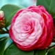 Camellia: ce este, regulile de plantare și îngrijire