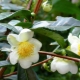Camellia chinezească: descriere și cultivare