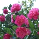 Japansk camellia: funktioner og pleje derhjemme