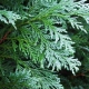 Lawson's cypress: description, popular varieties and care rules