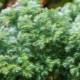 Cypress: soorten, plantregels en verzorgingskenmerken