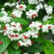 Clerodendrum: features, rules of planting, care and reproduction