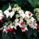 Clerodendrum Thompson: features, planting and care