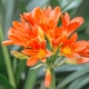 Clivia: varieties and home care