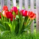 Hvornår og hvordan planter man tulipaner korrekt?