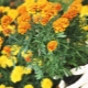 When and how to plant marigolds for seedlings?