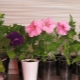 When to plant petunias for seedlings in Siberia and how to grow it correctly?