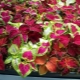 Coleus: types, features of planting and care