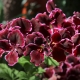 Royal geranium: sorter, dyrkning, reproduktion
