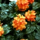 Crossandra: what it looks like, planting features and care rules