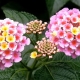 Lantana: Beschreibung, Arten und Blumenpflege zu Hause