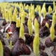 Cibule tulipánů: funkce výsadby a skladování