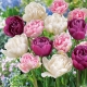 Terry tulipaner: beskrivelse, sorter og dyrkning