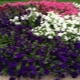 Multi-flowered petunia: what is it and how to grow it correctly?