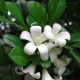 Murraya paniculata：特征，类型，种植和护理