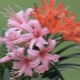 Nerine: planting and care at home