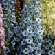 Delphinium della Nuova Zelanda: caratteristiche, tipi e consigli per la coltivazione