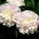 Description of the variety of peonies Shirley Temple