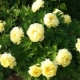 Description of varieties of yellow peonies, care and planting