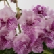 Description of streptocarpus, their types, planting and care features