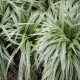 Description of types and varieties of chlorophytum