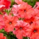 Features of cuttings of petunias
