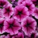 Features of petunias Mambo