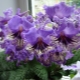Features of the reproduction of streptocarpus